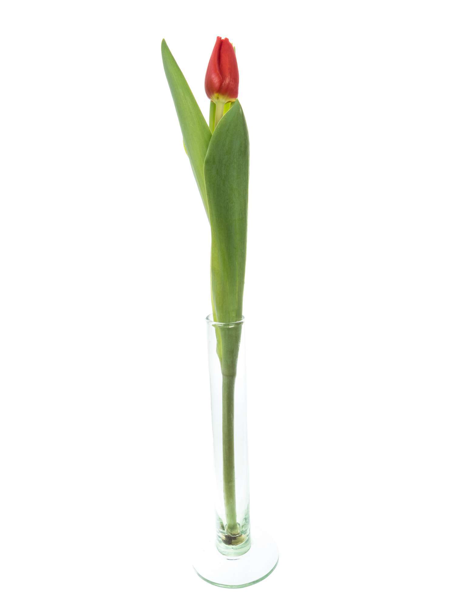 blumigo-tulpen-escape-rote-schnittblumen-knospig-frisch image 3