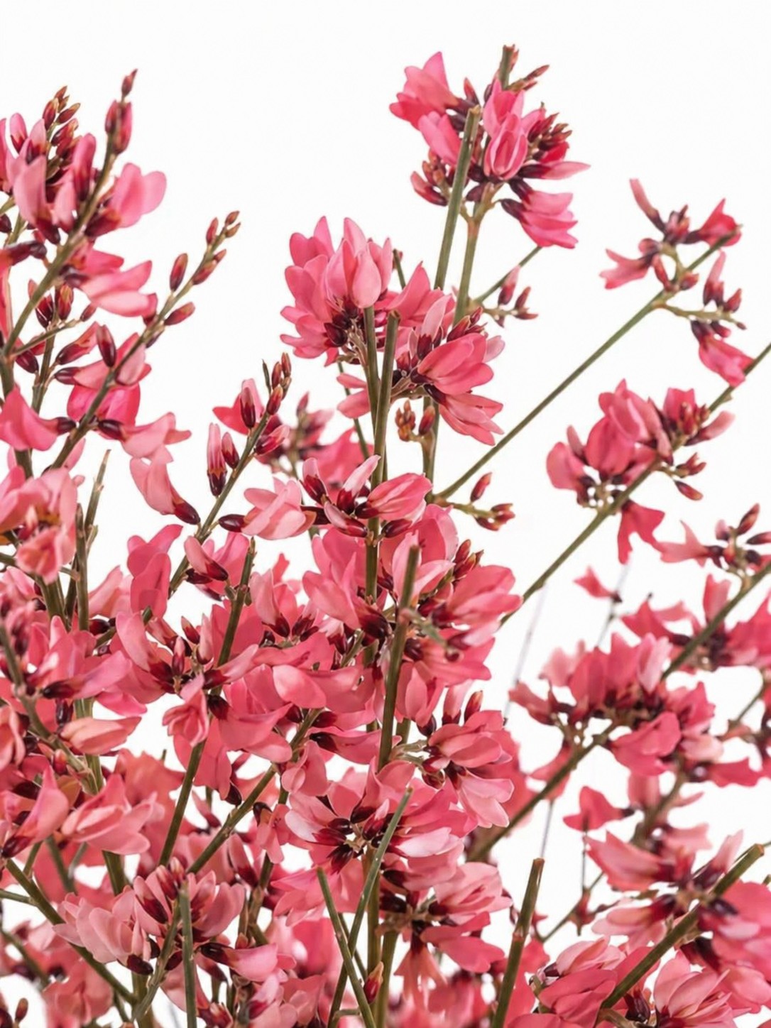 blumigo-zweige-ginster-rot-deko-zweige image 1