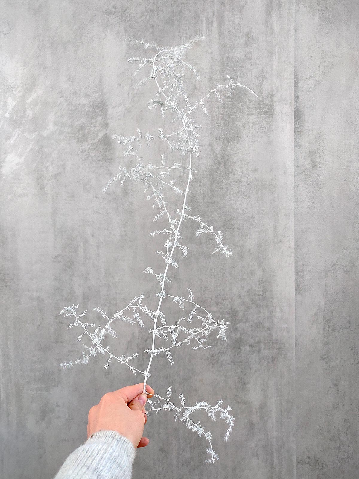 blumigo-asparagus-wild-nature-painted-schnittgr-n-wei image 1