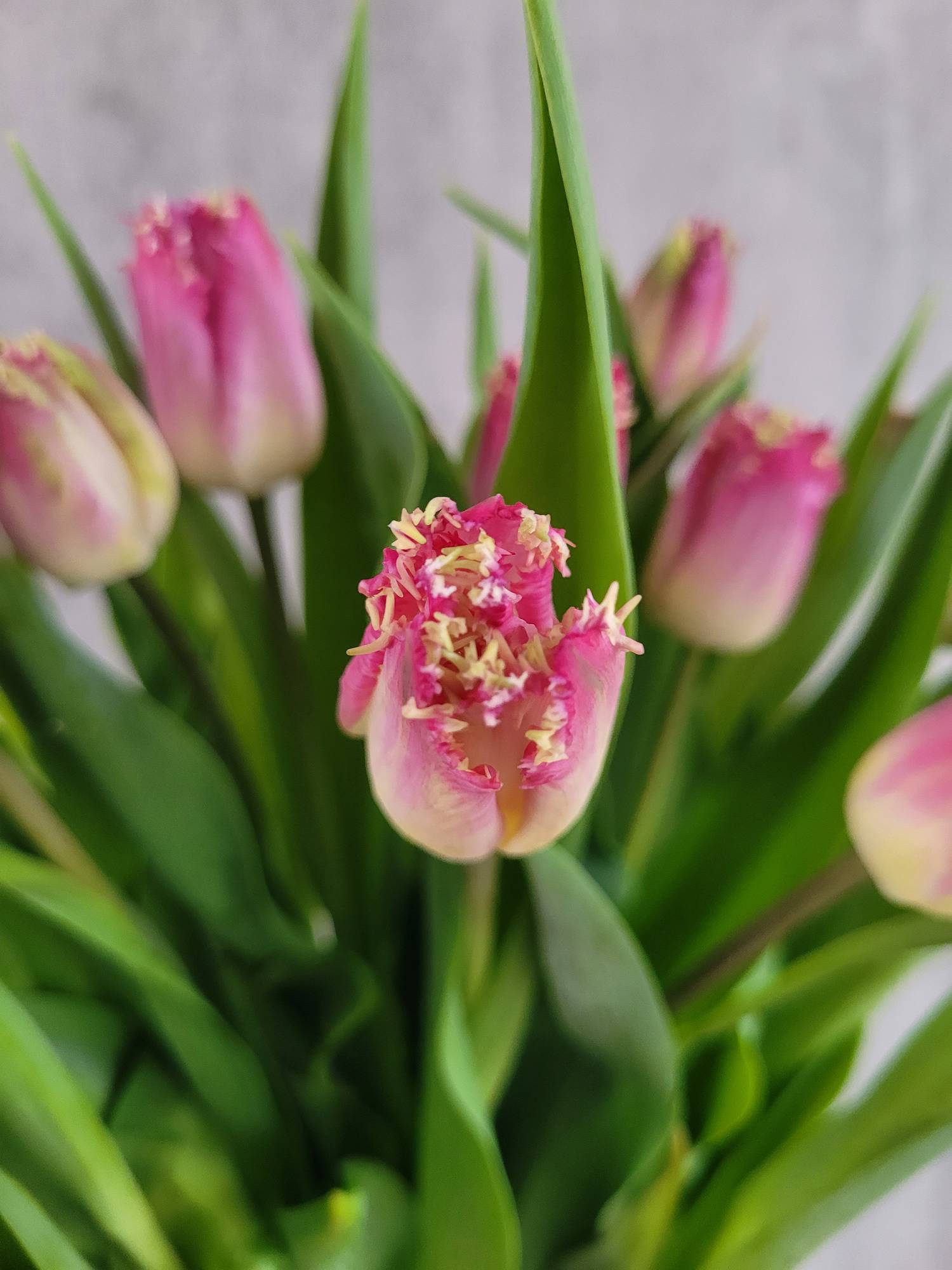 blumigo-tulpen-gefranst-katie-melua-schnittblumen-pink-wei-frisch image 1