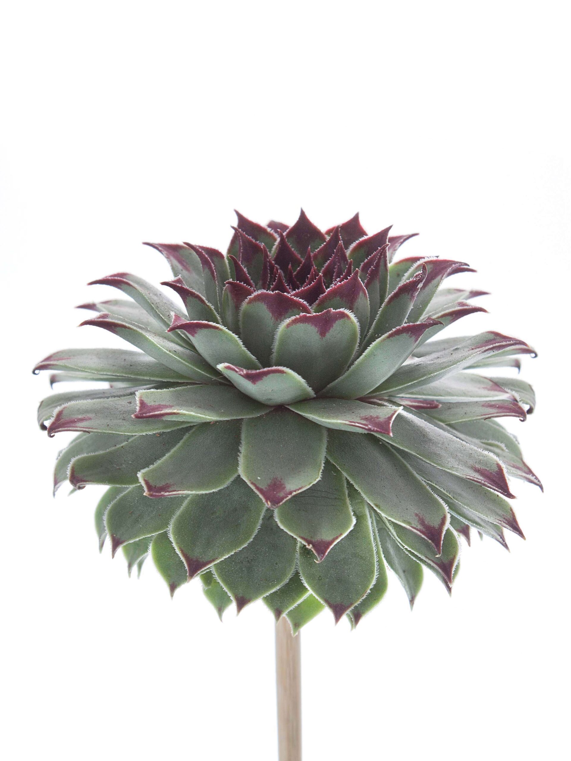 blumigo-sukkulenten-sempervivum-tectorum-gr-n-schwarz image 1