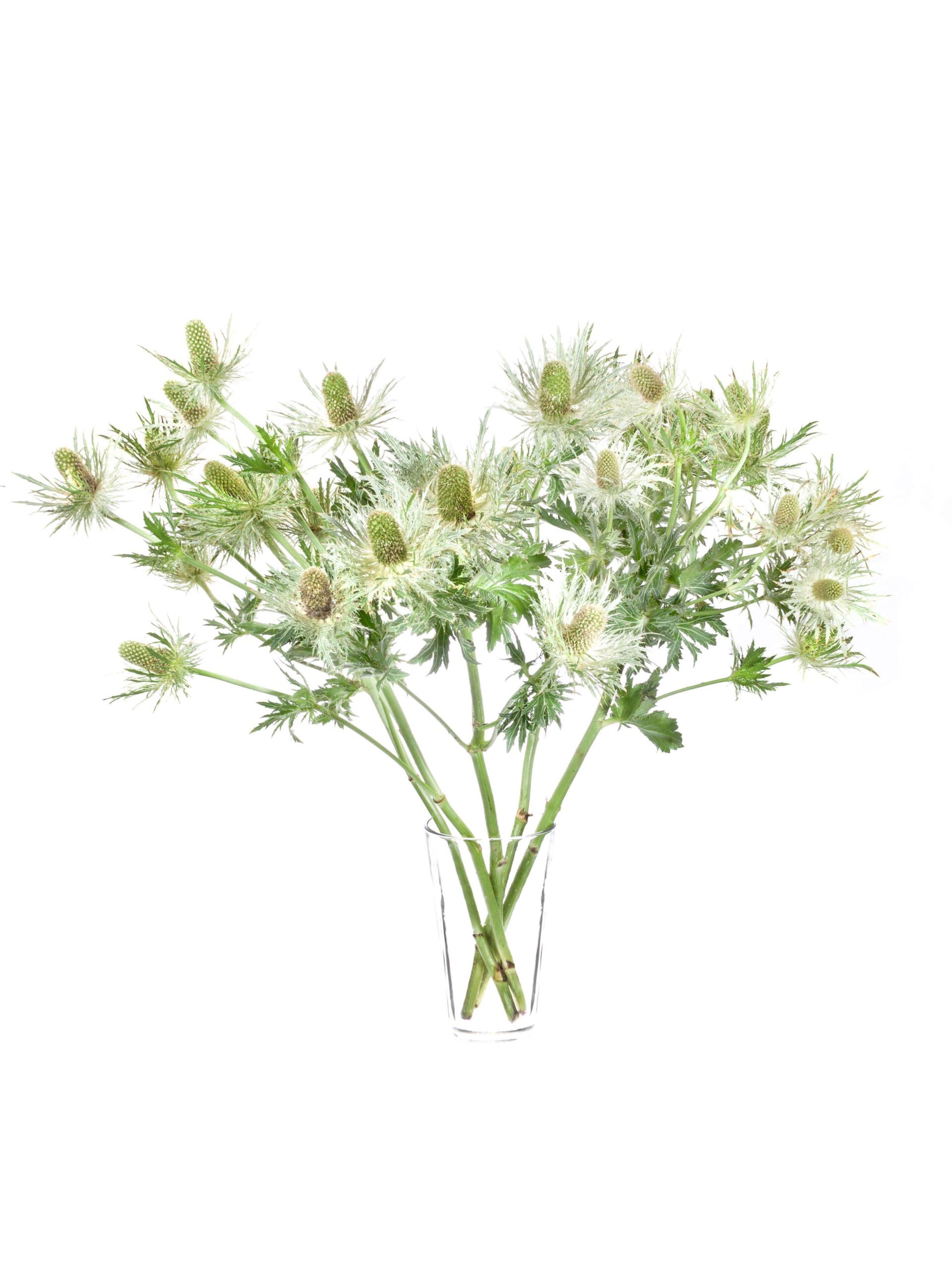 blumigo-disteln-xl-love-white-green-schnittblumen-gr-n image 2