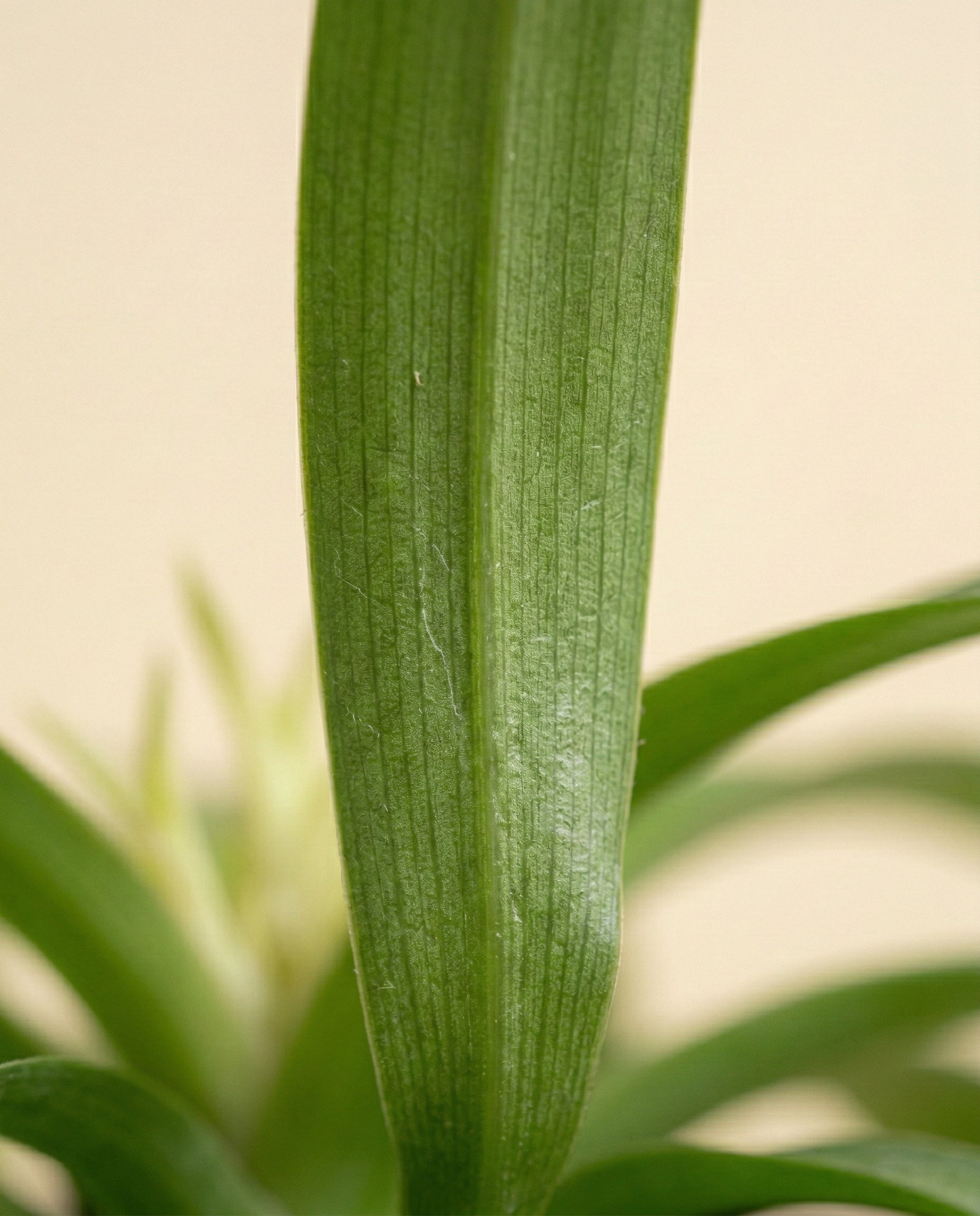 feey-variado-green-bonnie-gr-nlilie-tierfreundlich-ohne-topf image 8