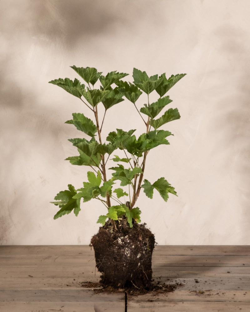 feey-amsterdam-jonkheer-van-tets-rote-johannisbeere-strauch image 3