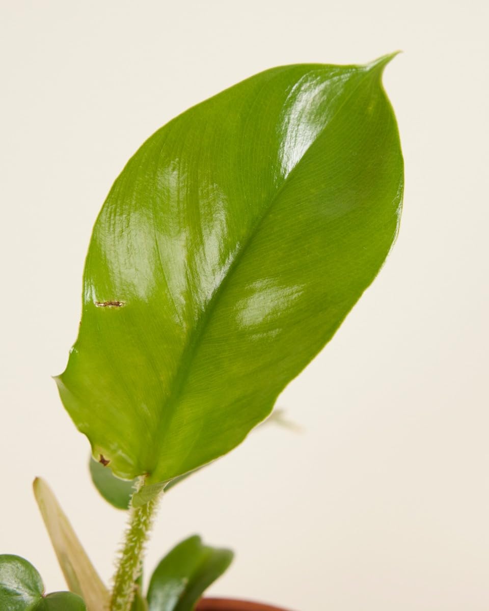 plnts-babyplnts-philodendron-squamiferum-zimmerpflanze-25cm image 4