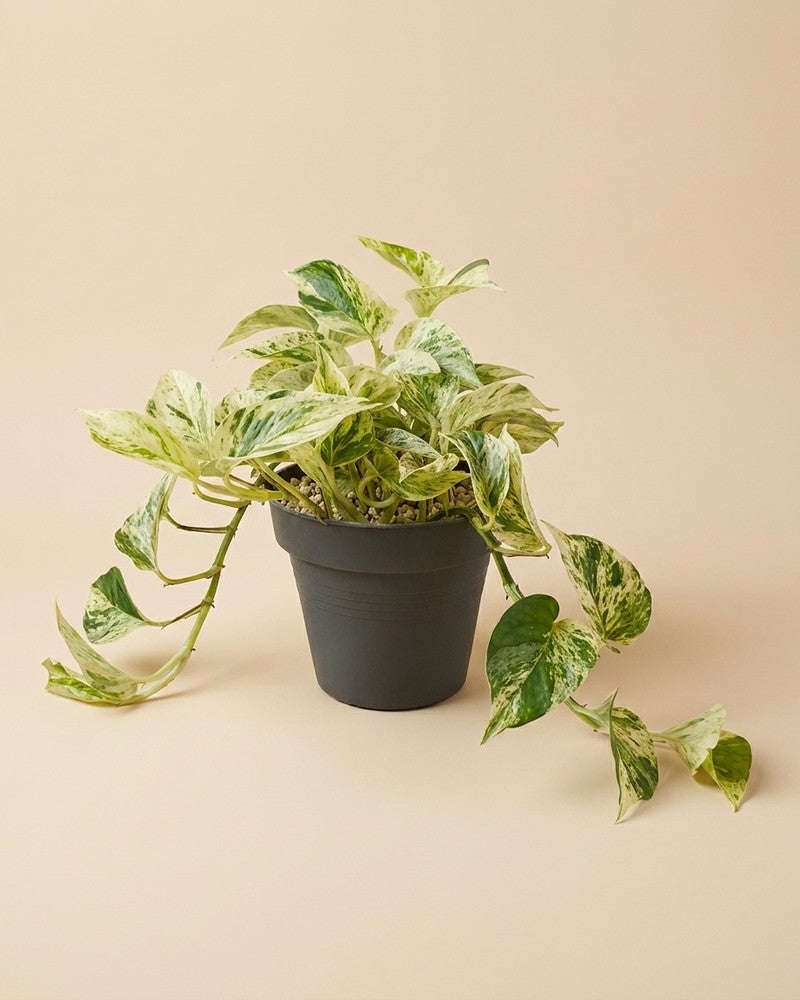 feey-variado-efeutute-marble-queen-gro-h-ngepflanze-wei-gr-n image 3
