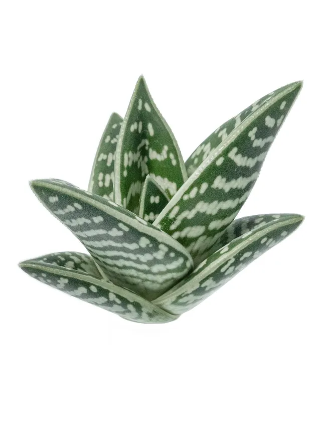 blumigo-aloe-variegata-sukkulente-gr-n-wei-panaschiert image 1