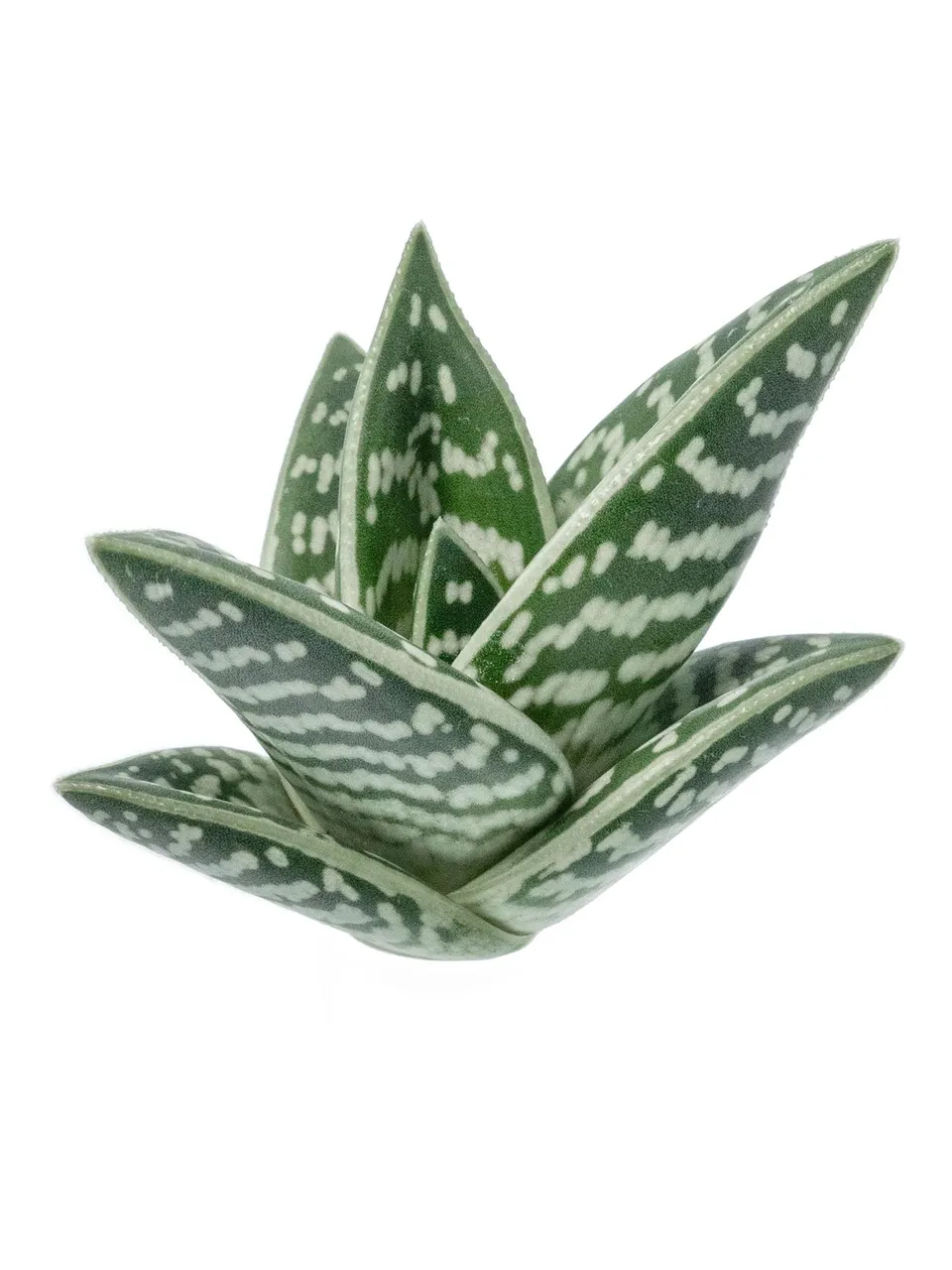 blumigo-aloe-variegata-sukkulente-gr-n-wei-panaschiert image 1