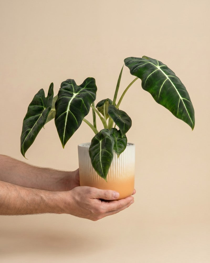feey-variado-alocasia-frydek-zimmerpflanze-ohne-bertopf-samtig image 1
