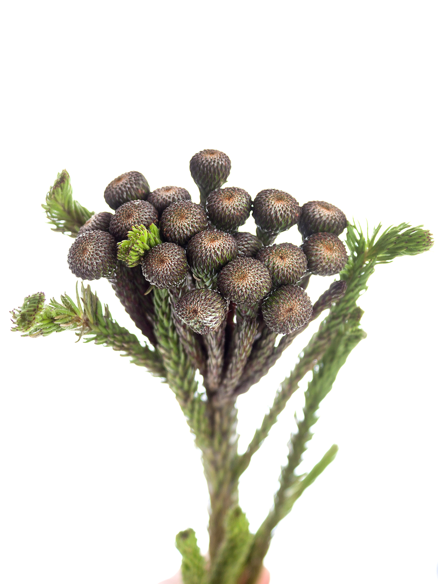 blumigo-brunia-albiflora-bindegr-n-silber-wei image 7