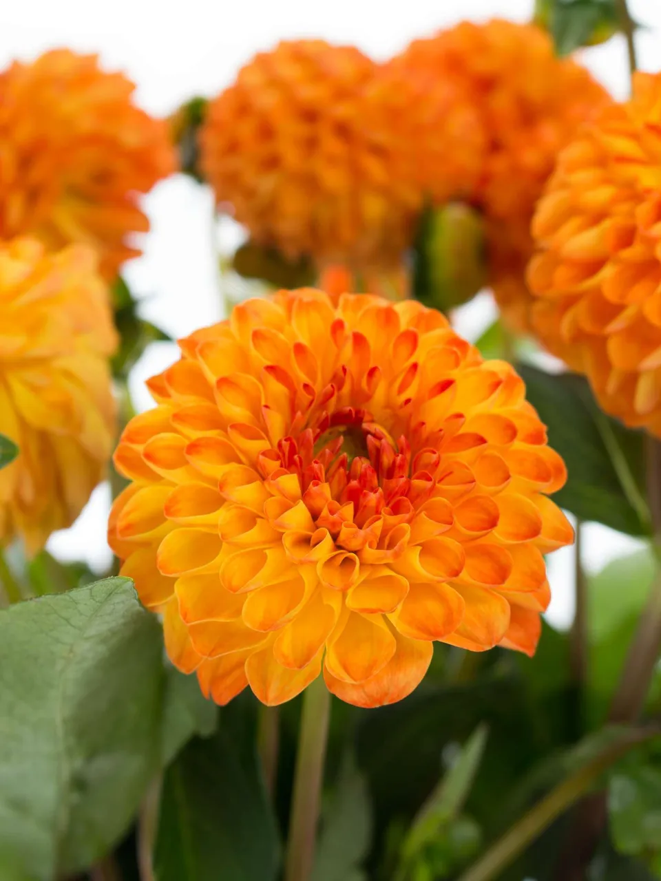 blumigo-blattwerk-dahlien-souvenier-d-ete-blume-orange image 1