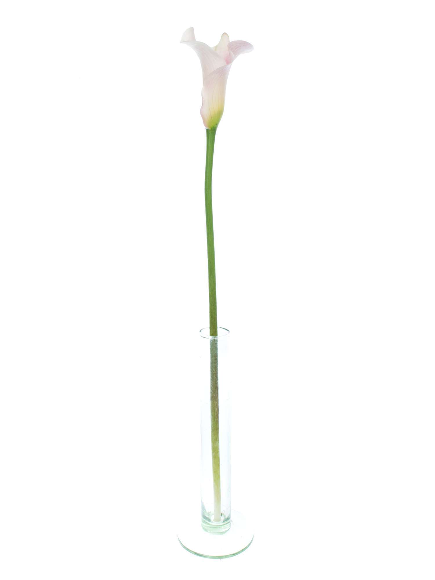 blumigo-calla-captain-melrose-schnittblume-rosa image 4