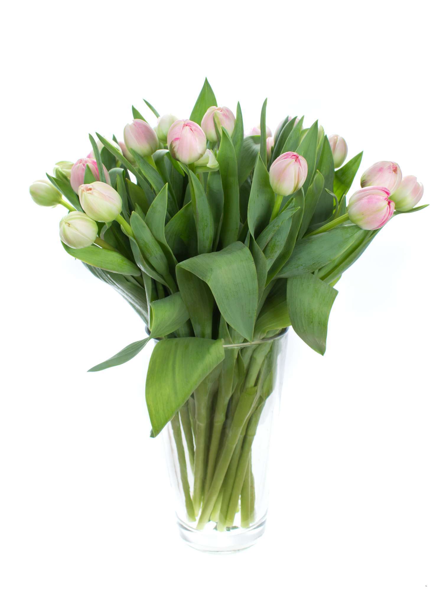 blumigo-tulpen-up-stripe-gef-llte-schnittblume-rosa image 2