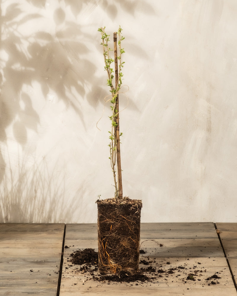 feey-amsterdam-goji-beere-strauch-essbar-zum-eingraben-winterhart image 3