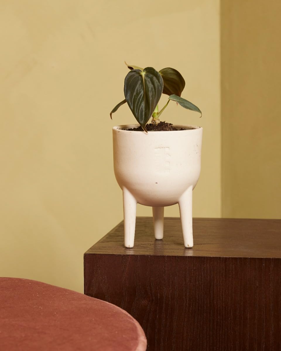 plnts-baby-philodendron-melanochrysum-zimmerpflanze-10cm image 4
