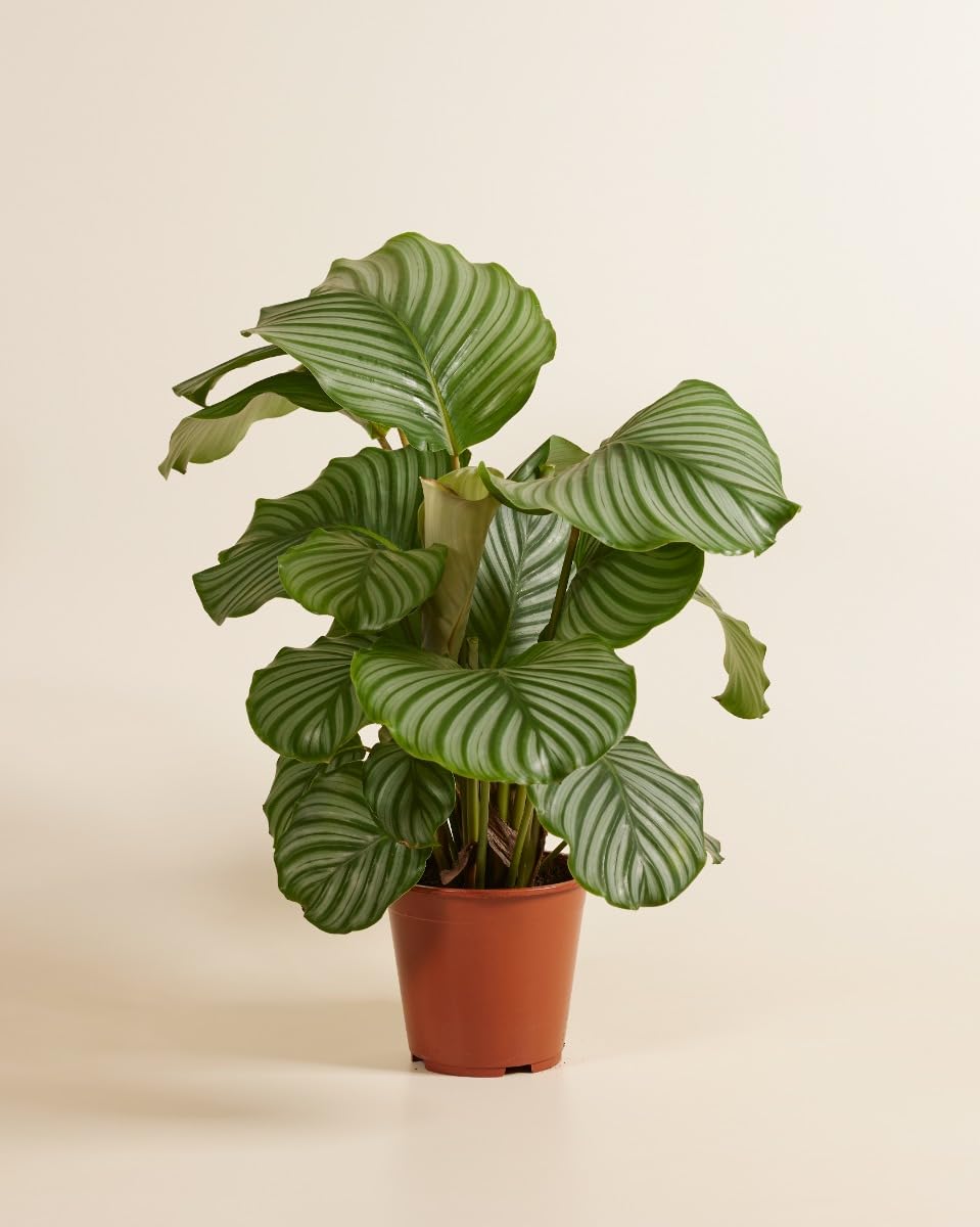 plnts-calathea-orbifolia-zimmerpflanze-60-cm-19-cm-topf image 2