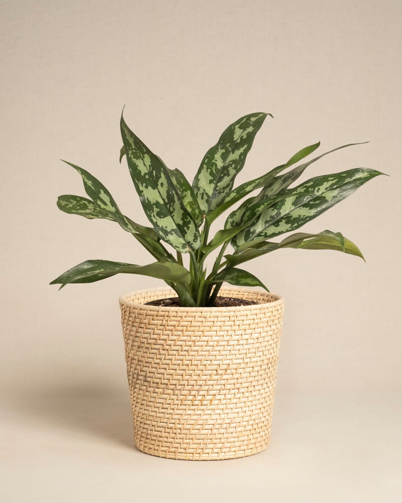 feey-variado-aglaonema-maria-zimmerpflanze-ohne-bertopf image 5