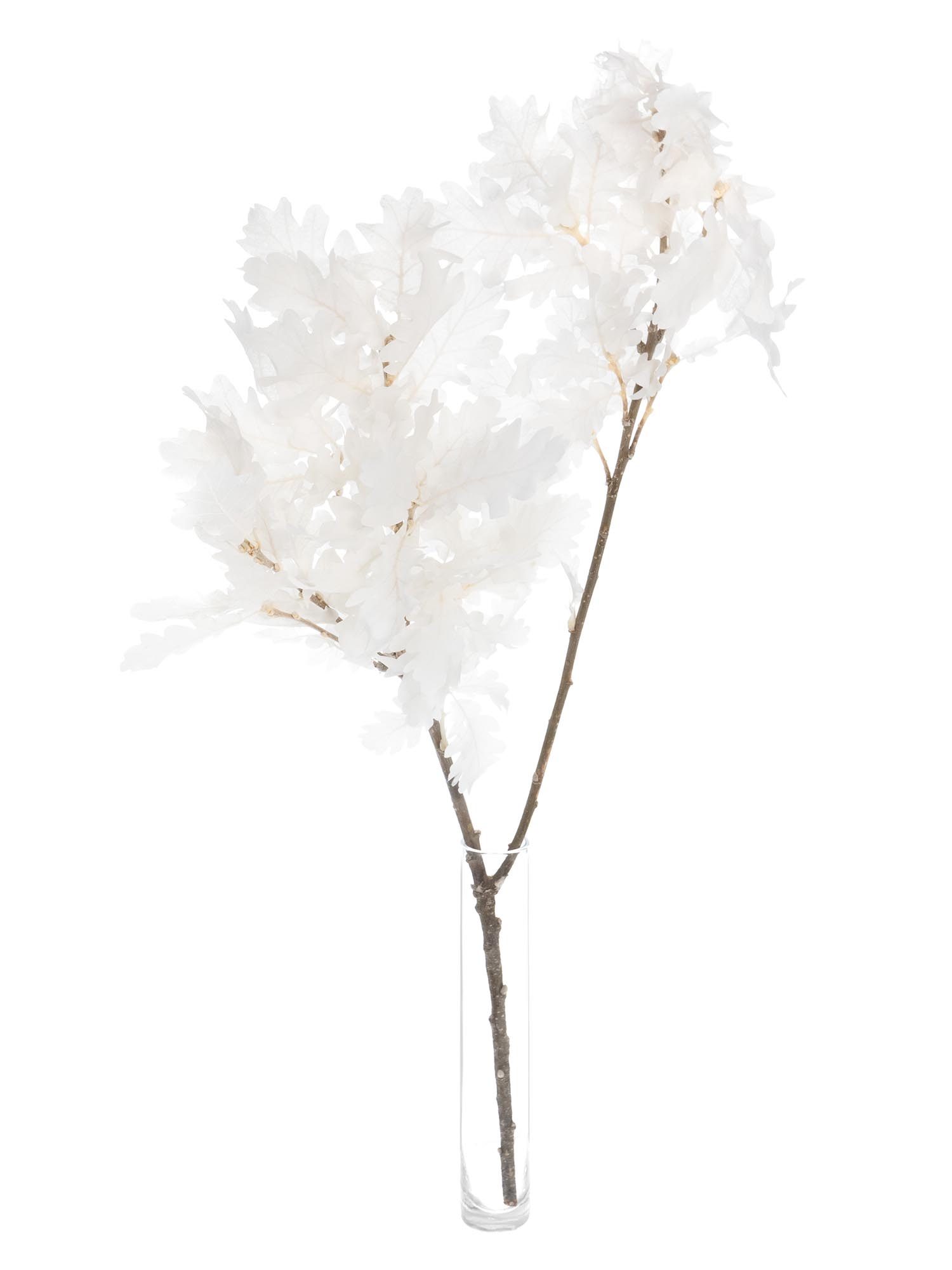 blumigo-eiche-trockenblumen-gebleicht-wei image 3