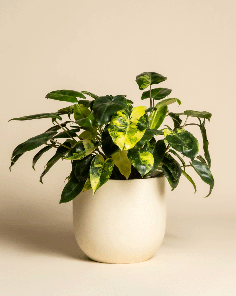 feey-variado-philodendron-burle-marx-zimmerpflanze-rarit-t image 6