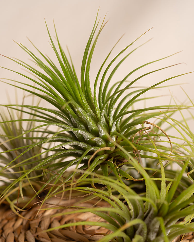feey-variado-luftpflanzen-5-st-ck-tillandsia-ohne-erde image 7