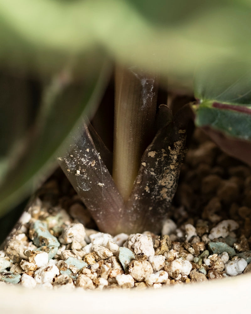 feey-variado-calathea-roseopicta-zimmerpflanze-klein image 8