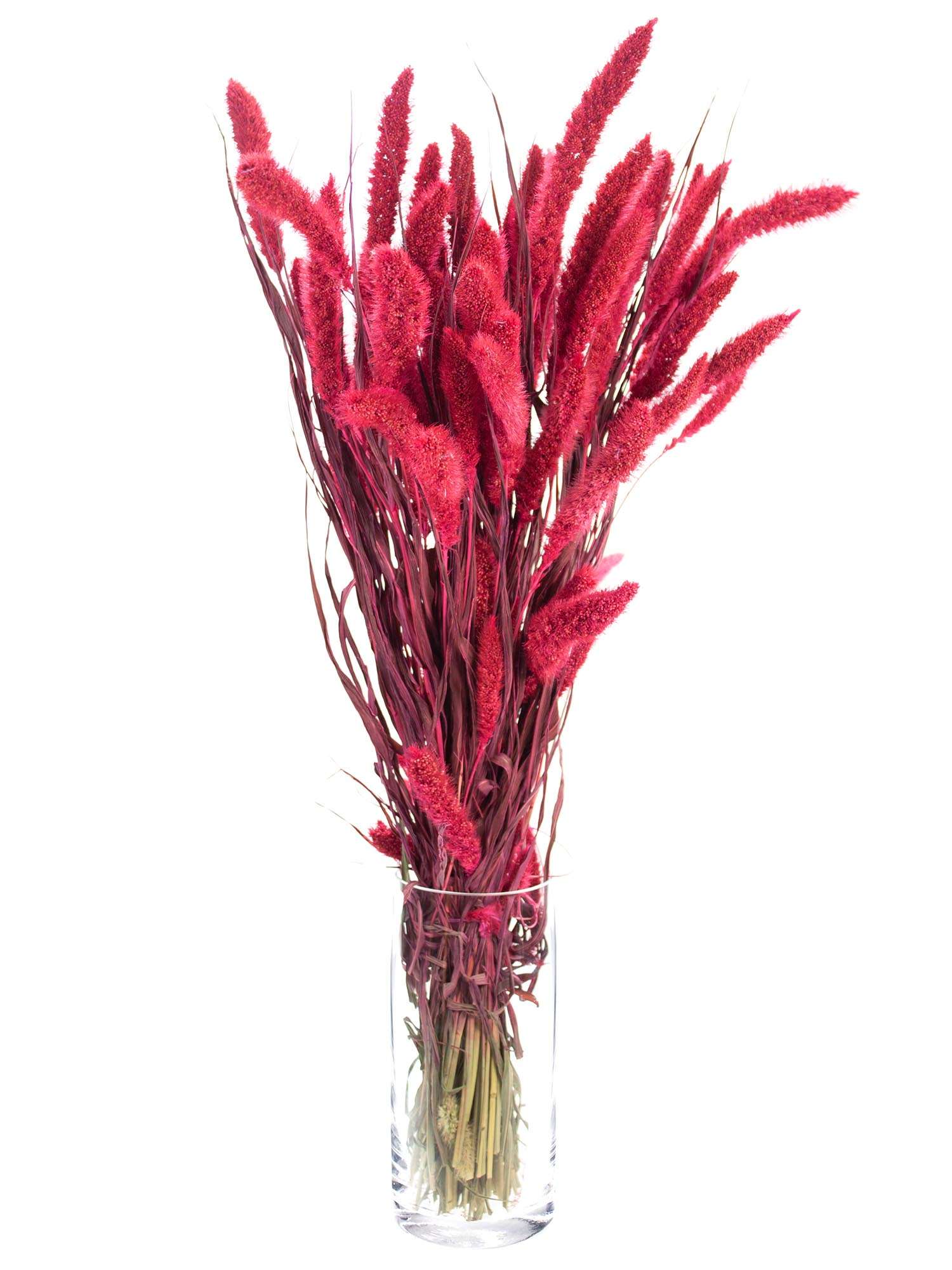 blumigo-trockenblumen-setaria-borstenhirse-getrocknet-fuchsia image 2