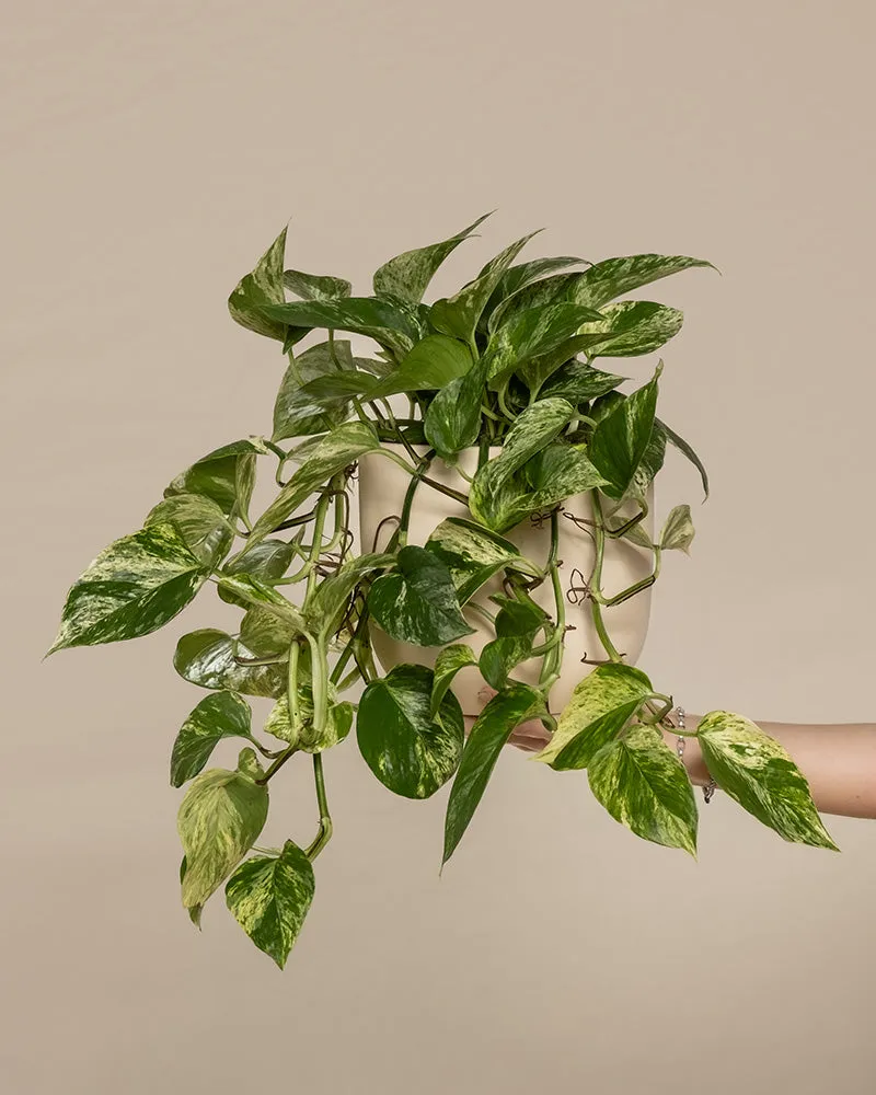feey-marble-queen-efeutute-h-ngepflanze-ohne-bertopf image 1