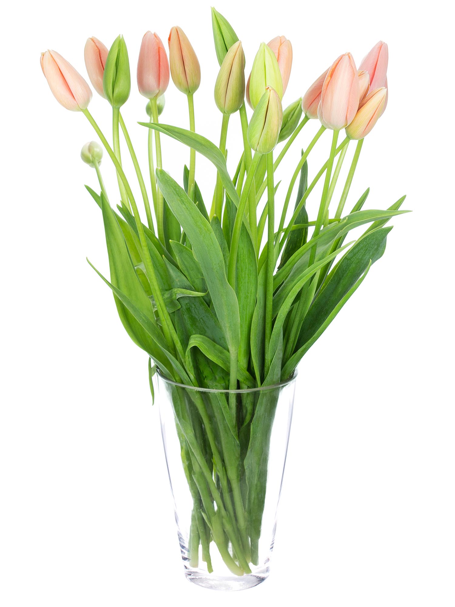 blumigo-menton-franz-sische-tulpen-apricot-rosa-frisch image 2