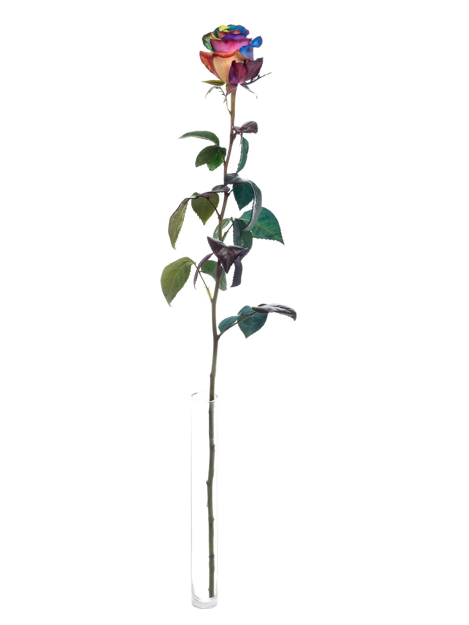 blumigo-rosen-regenbogen-schnittrose-bunt-st-ck image 3