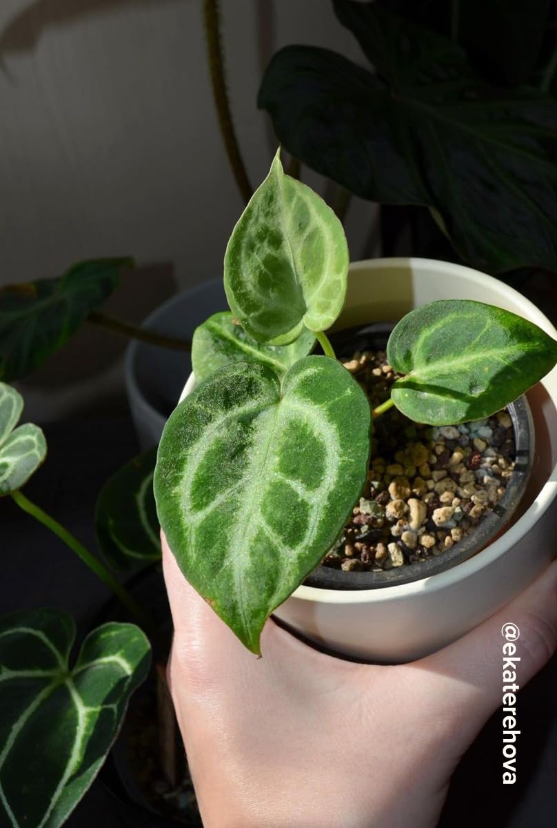 plnts-babyplnts-anthurium-silver-blush-babypflanze-10cm-tropisch image 5