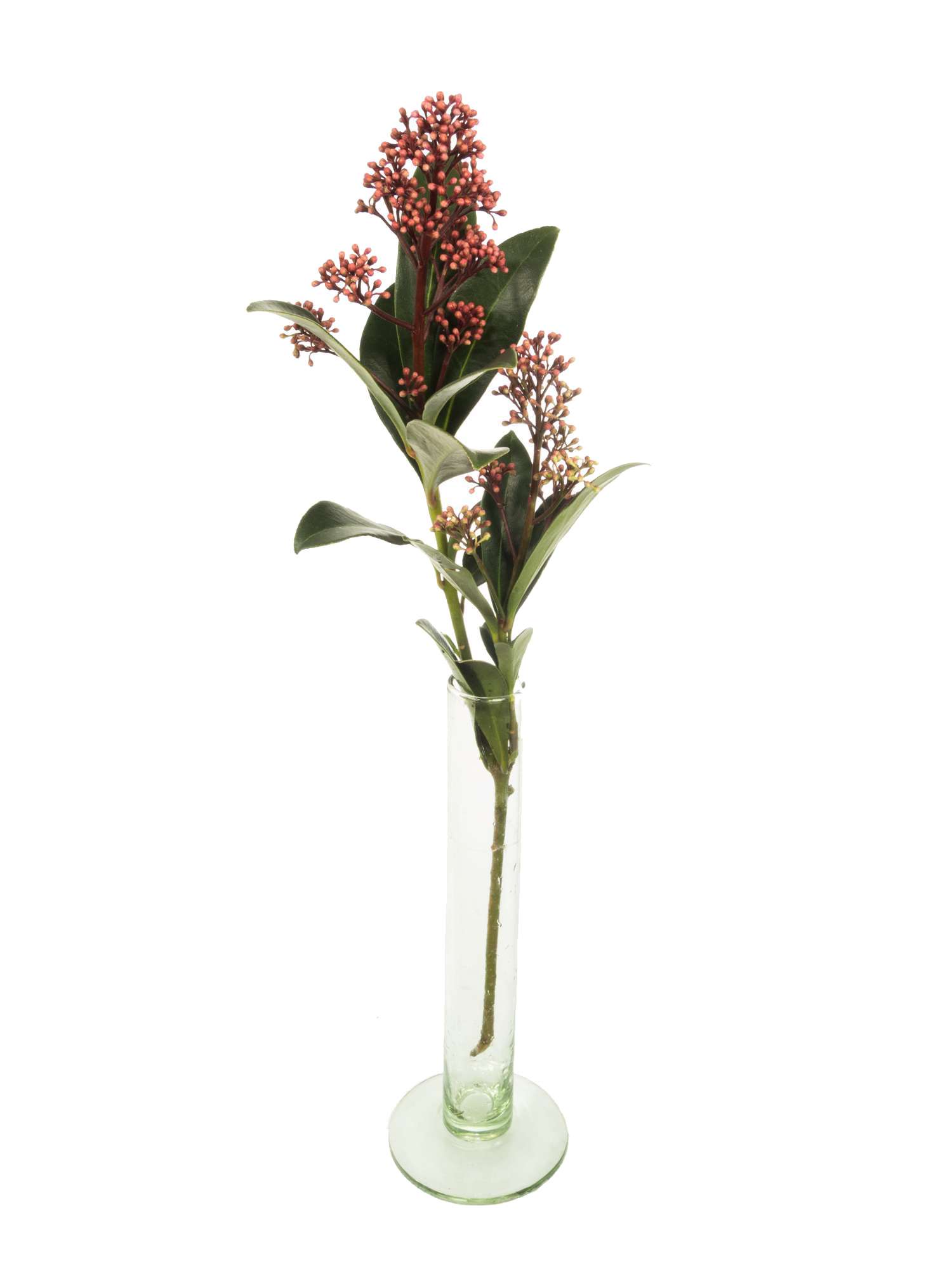blumigo-rubella-skimmia-rot-schnittgr-n image 3