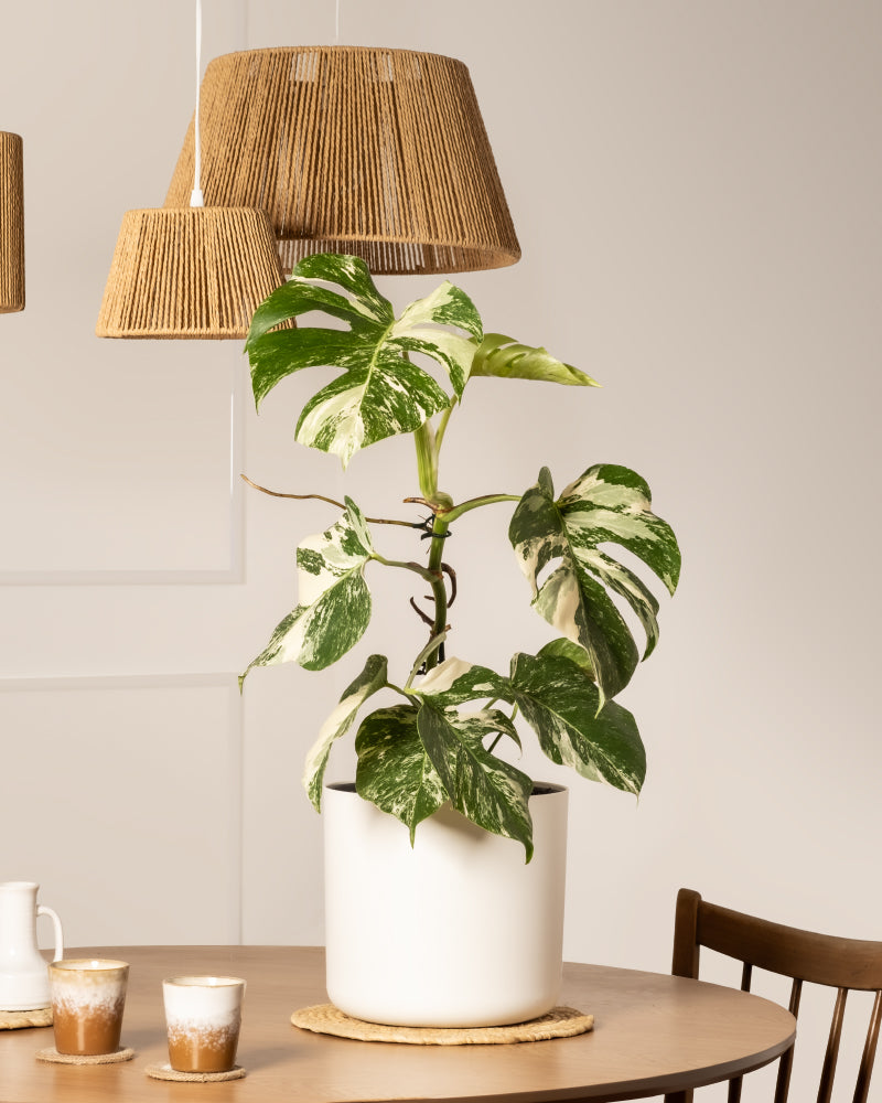 feey-variado-monstera-deliciosa-variegata-zimmerpflanze-panaschiert image 4