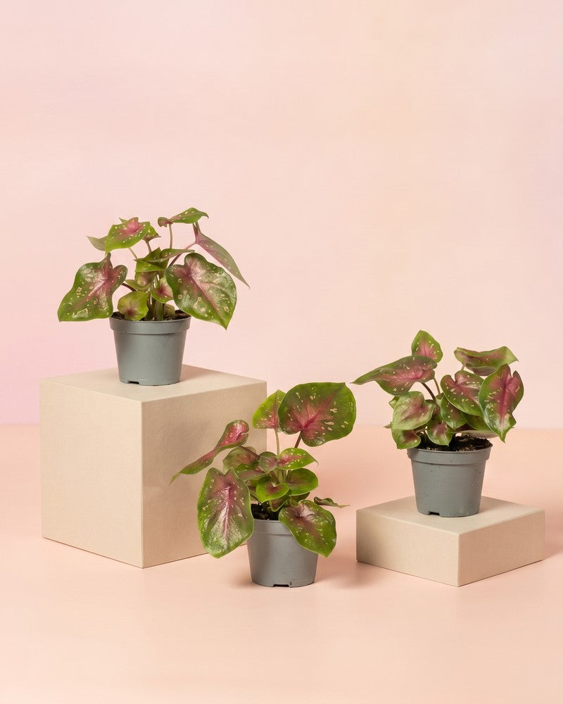 feey-variado-baby-caladium-casey-3er-set-buntblatt-ohne-bertopf image 3