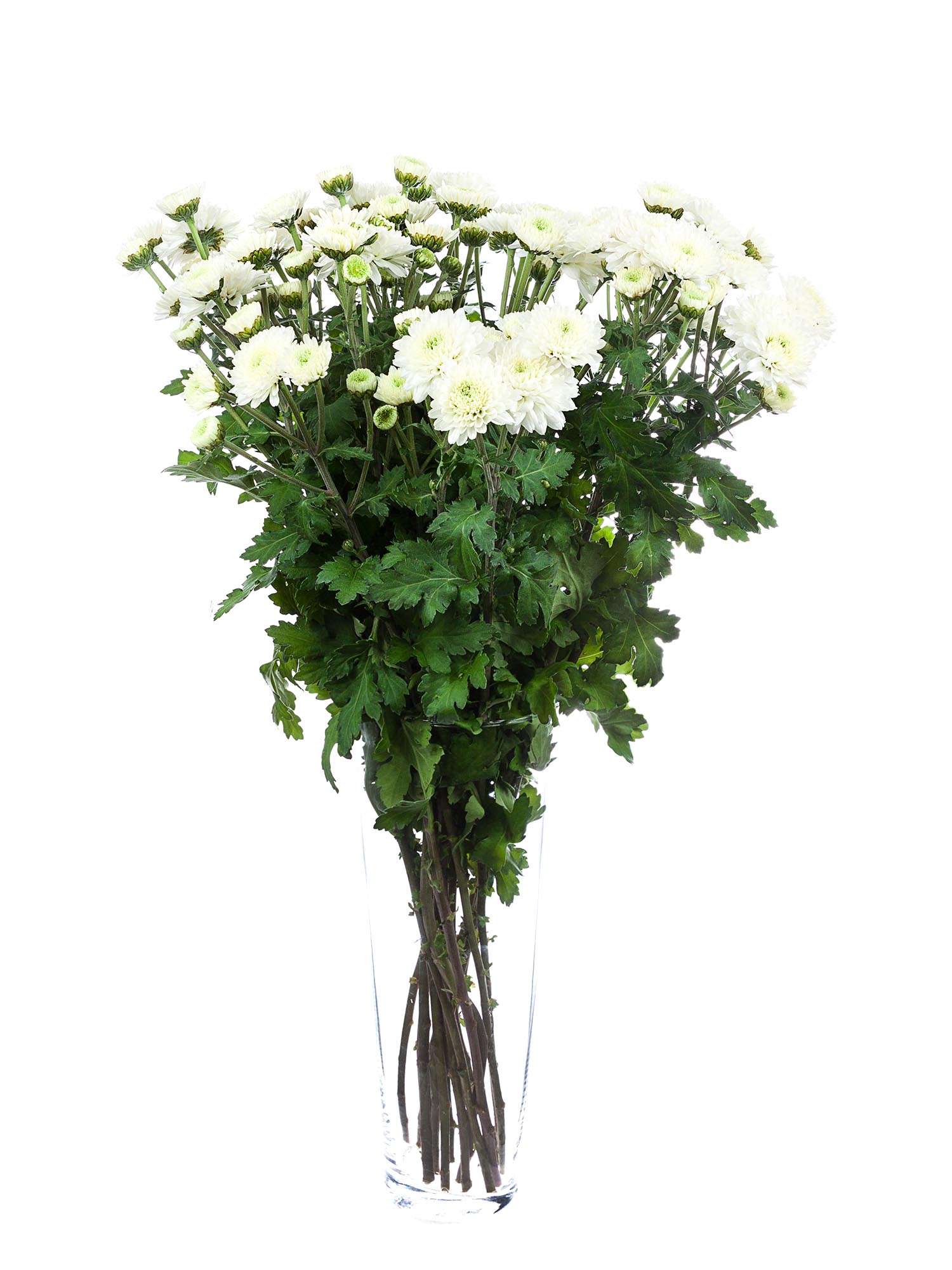 blumigo-herbstdeko-herbstastern-popcorn-wei-schnittblume image 2