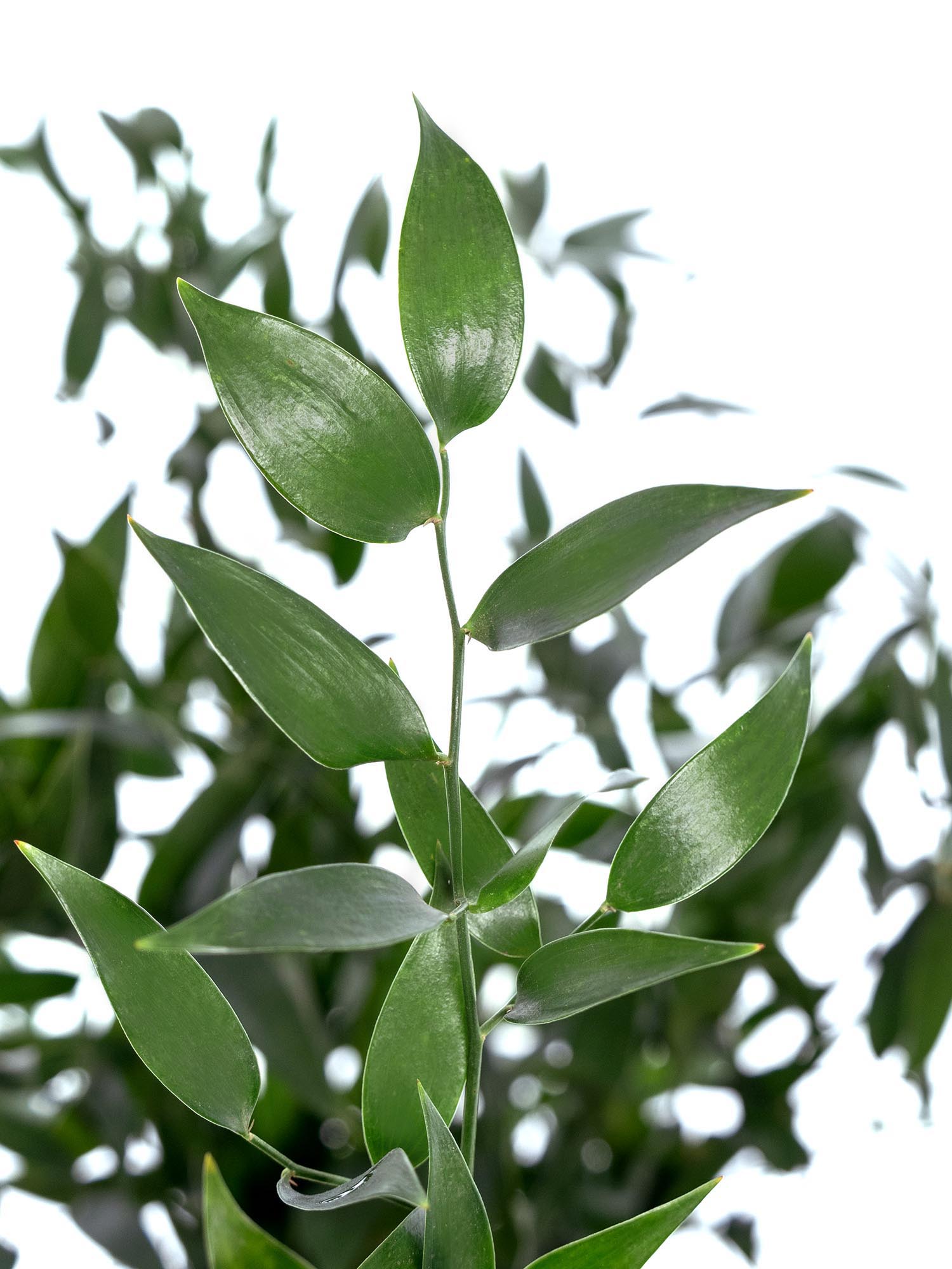 blumigo-italian-ruscus-bindegr-n-gr-n-schnittgr-n image 2