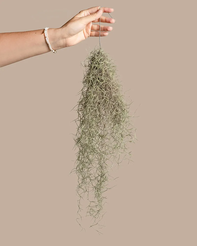 feey-variado-spanisches-moos-tillandsia-h-ngepflanze-tierfreundlich image 1