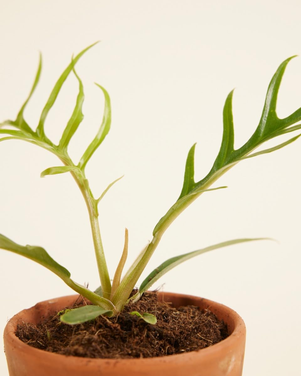 plnts-babyplnts-philodendron-tortum-zimmerpflanze-10-cm image 4