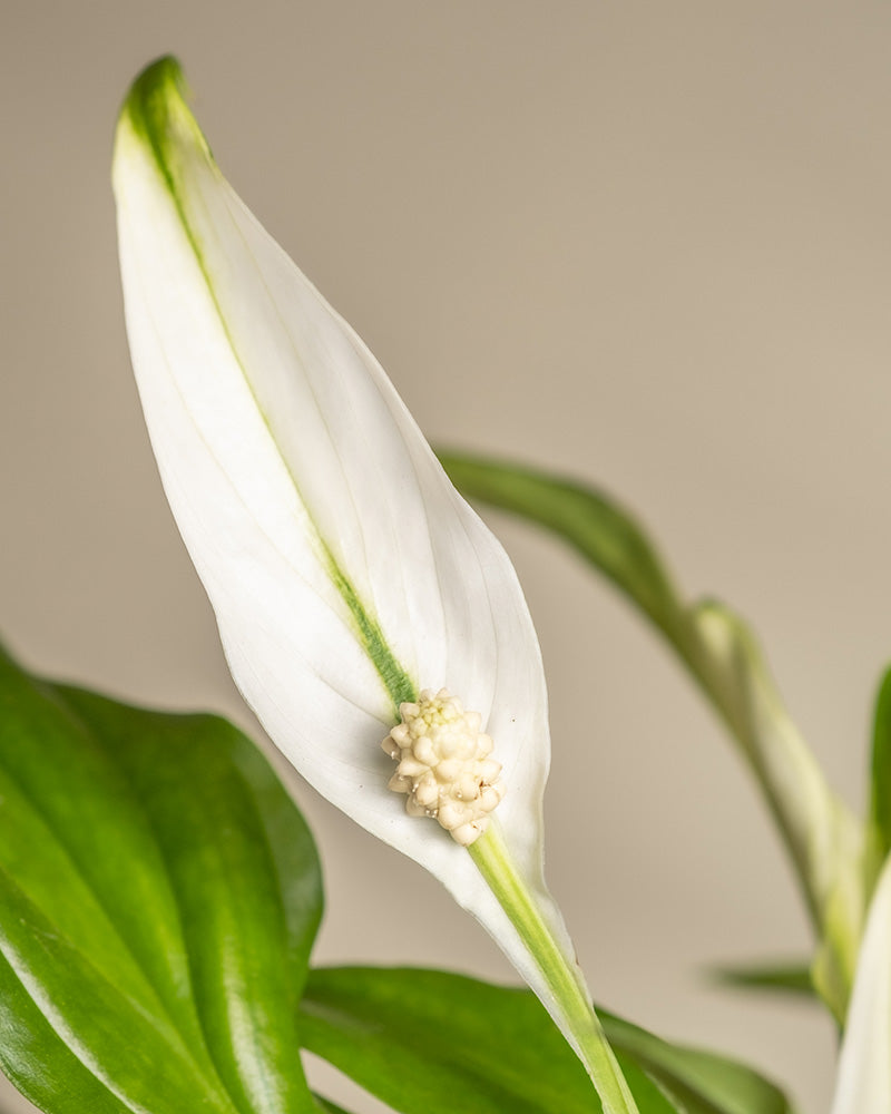 feey-einblatt-spathiphyllum-zimmerpflanze-klein-ohne-topf image 2