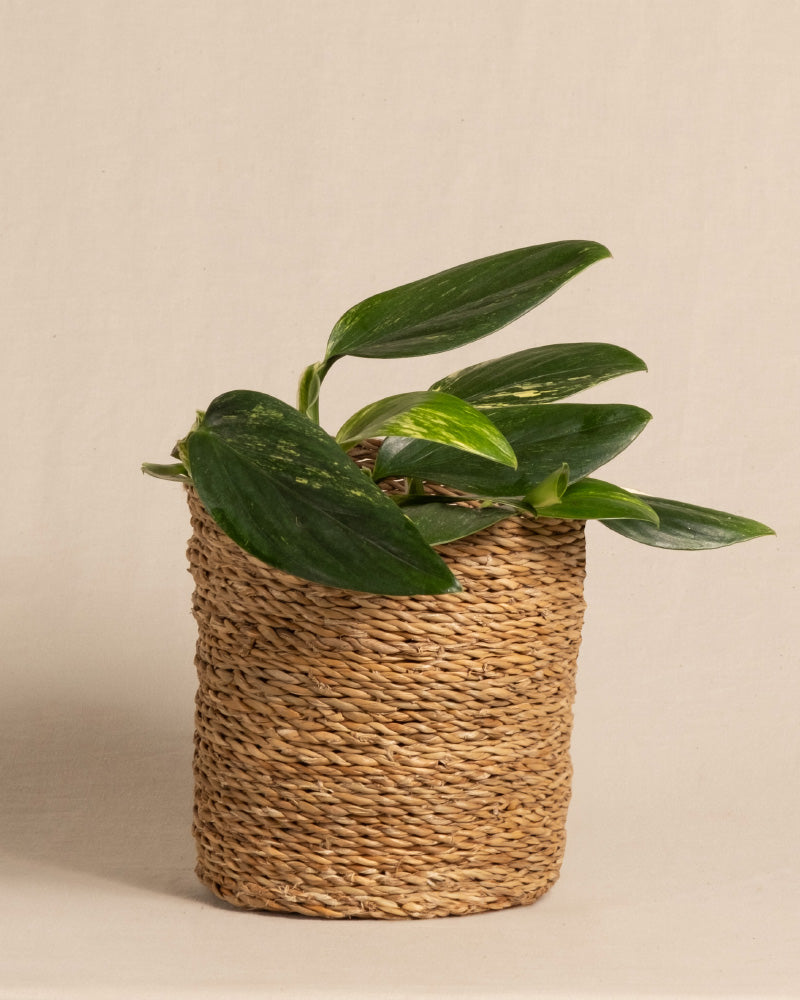 feey-variado-monstera-standleyana-zimmerpflanze-ohne-bertopf image 7