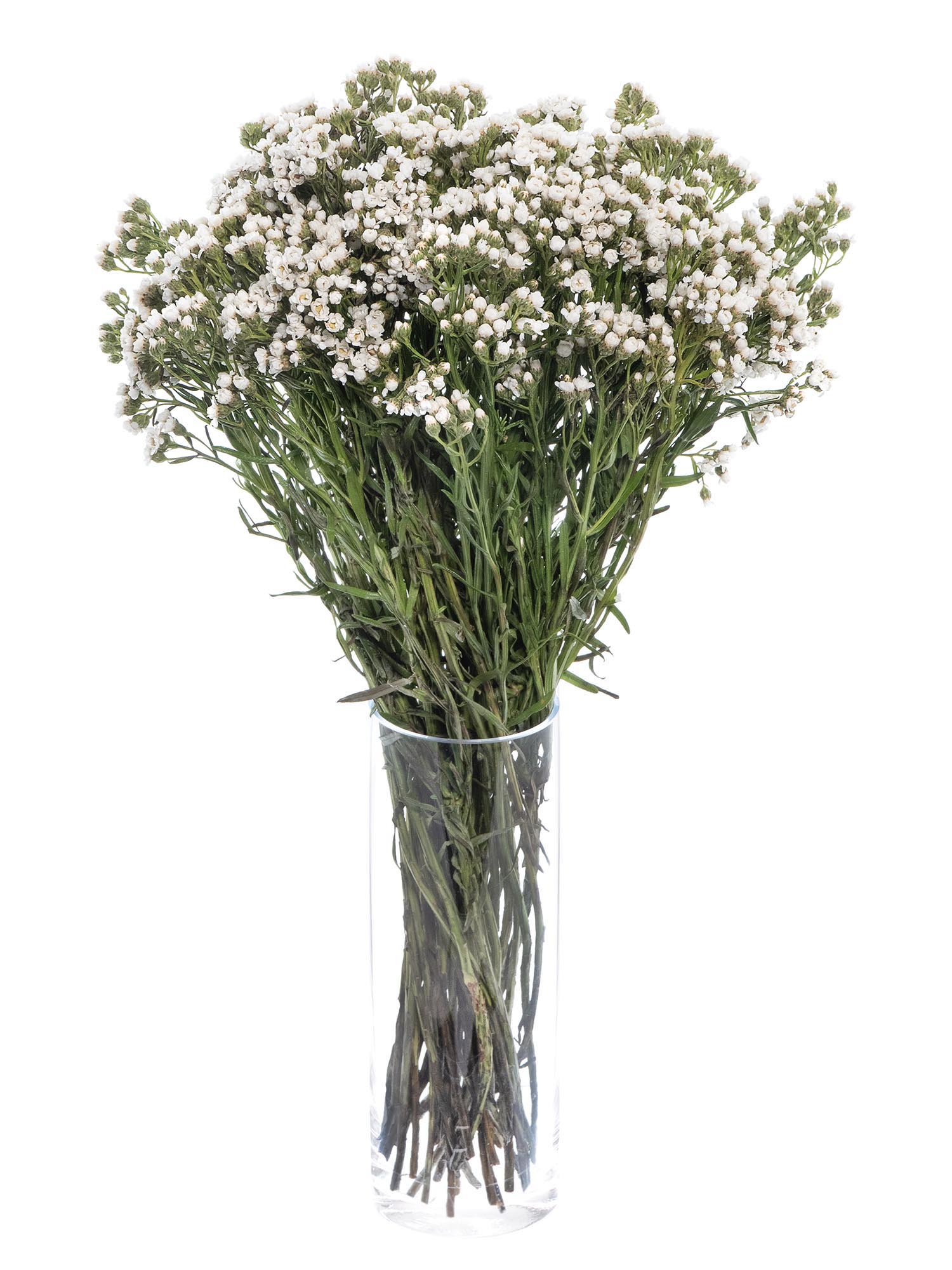 blumigo-blattwerk-ixodia-bindegr-n-wei image 2
