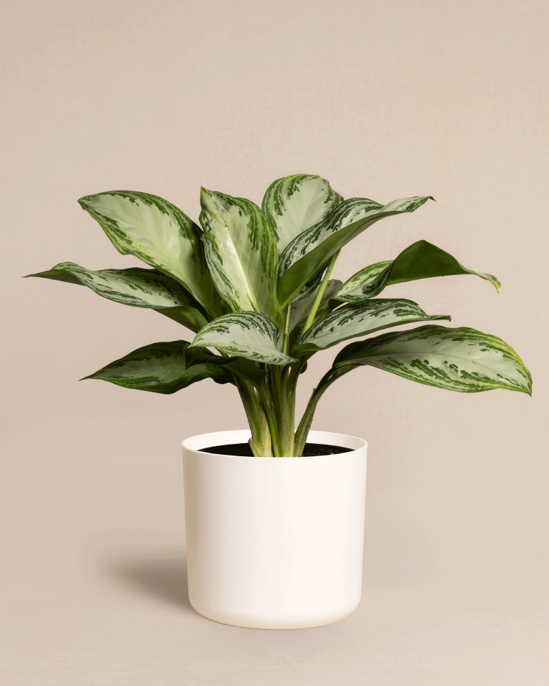 feey-variado-aglaonema-silver-bay-zimmerpflanze-ohne-bertopf image 8