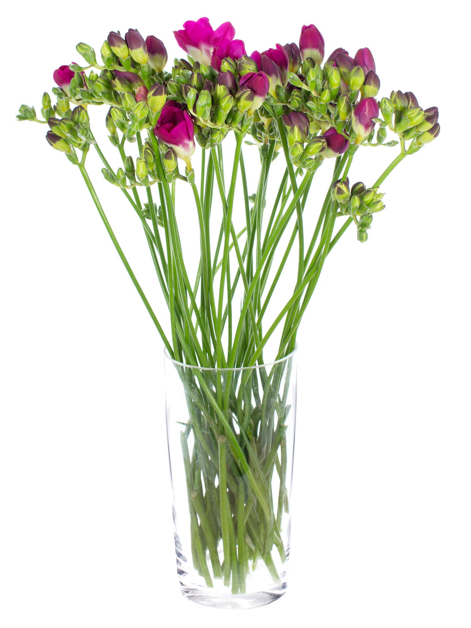 blumigo-freesien-purple-rain-schnittblumen-violett-pink image 2