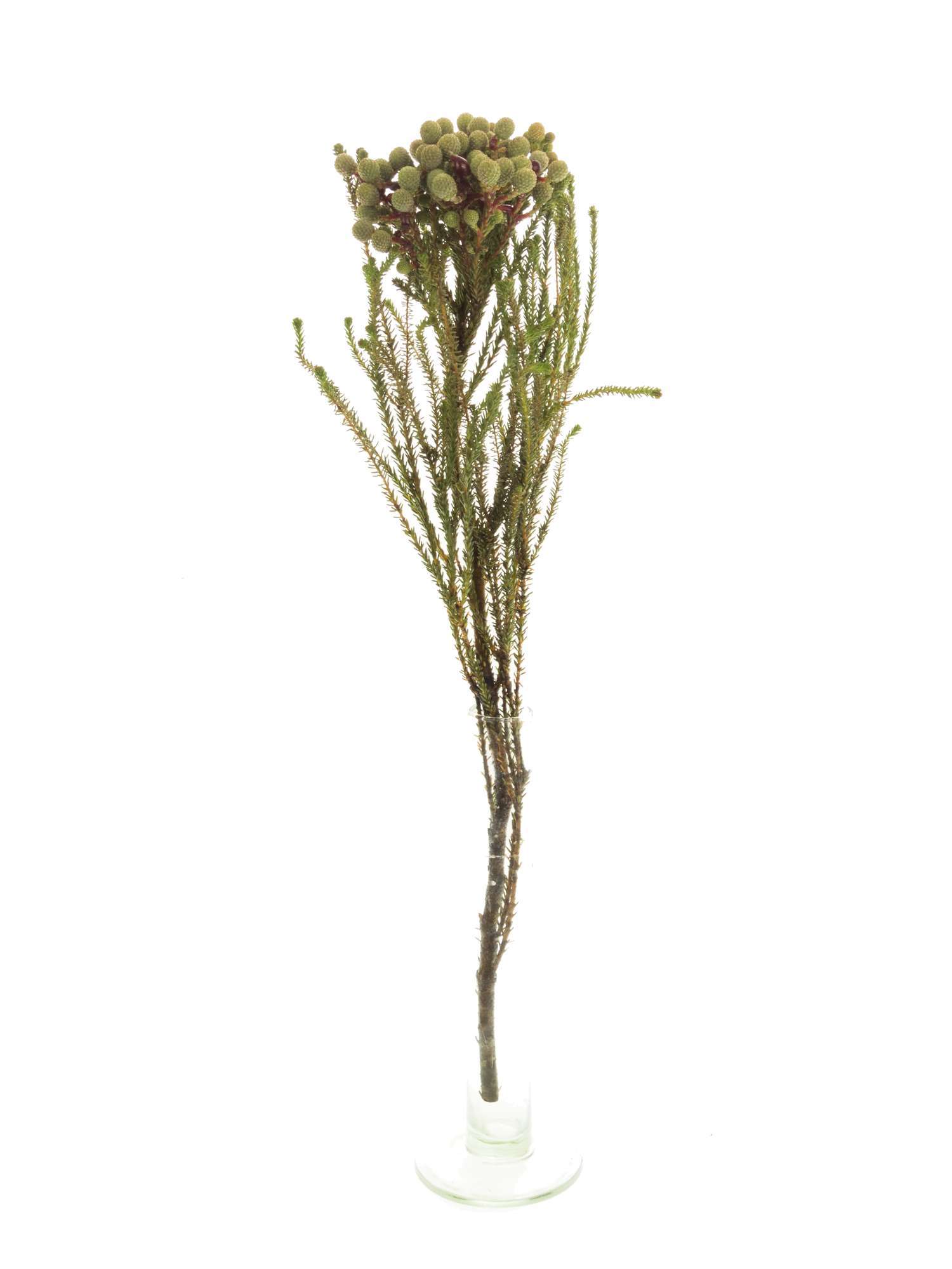 blumigo-blattwerk-berzelia-abrotanoides-schnittgr-n-graugr-n-bund image 3
