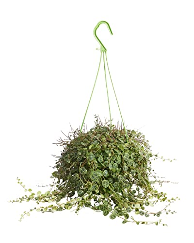 plnts-rareplnts-peperomia-prostrata-12-cm-topf-20-cm-hoch image 6