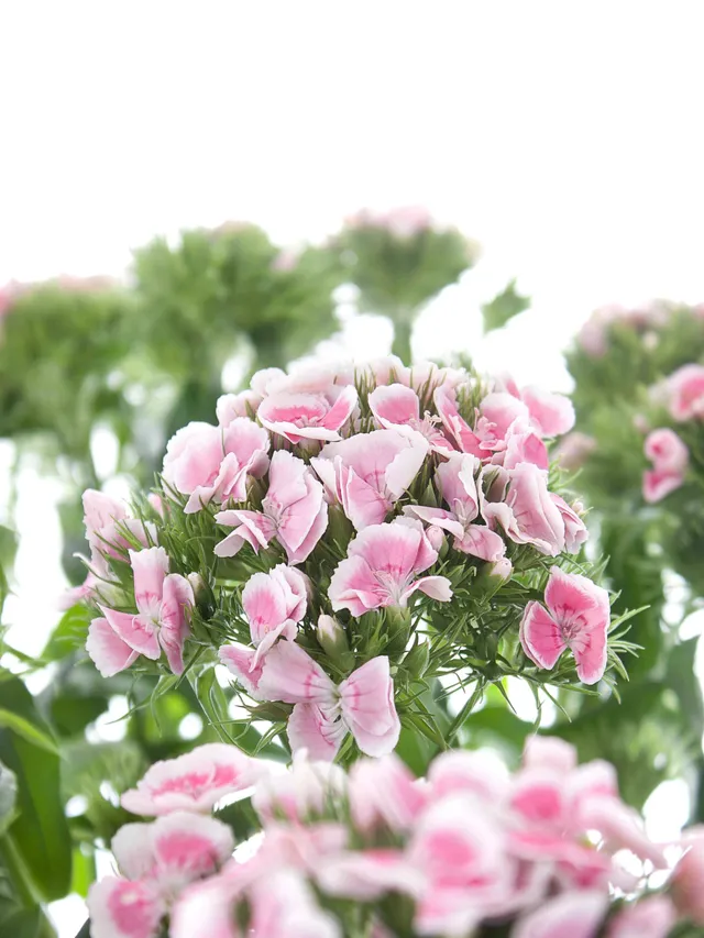 blumigo-nelken-bartnelken-rosa-schnittblumen-frisch image 1