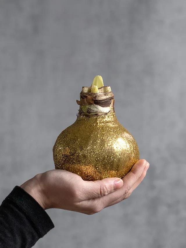 blumigo-amaryllis-knolle-gewachst-gold-glitzernd-ohne-erde image 1