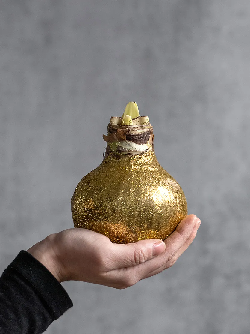 blumigo-amaryllis-knolle-gewachst-gold-glitzernd-ohne-erde image 1