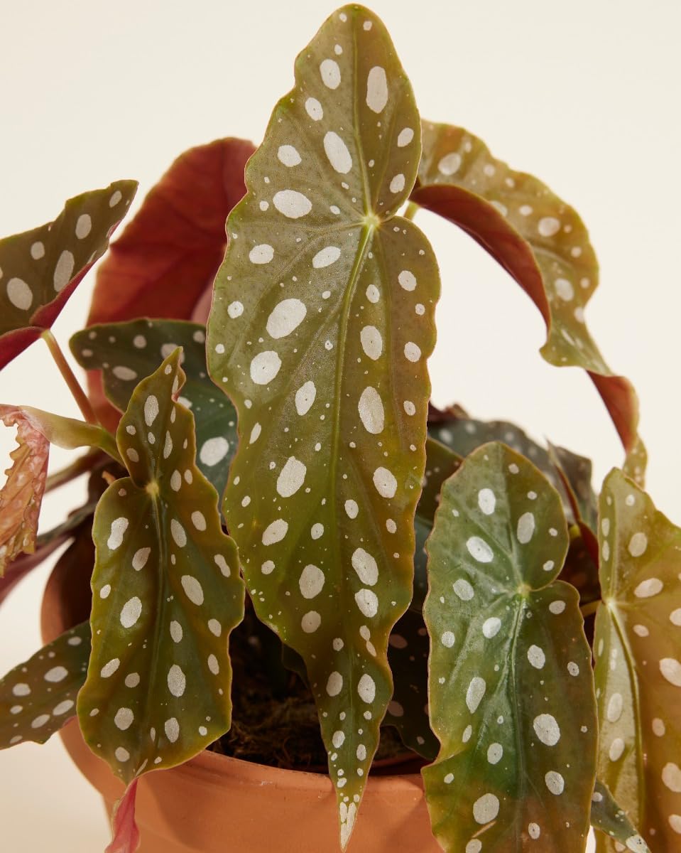 plnts-begonia-maculata-zimmerpflanze-20-cm-12-cm-topf image 3