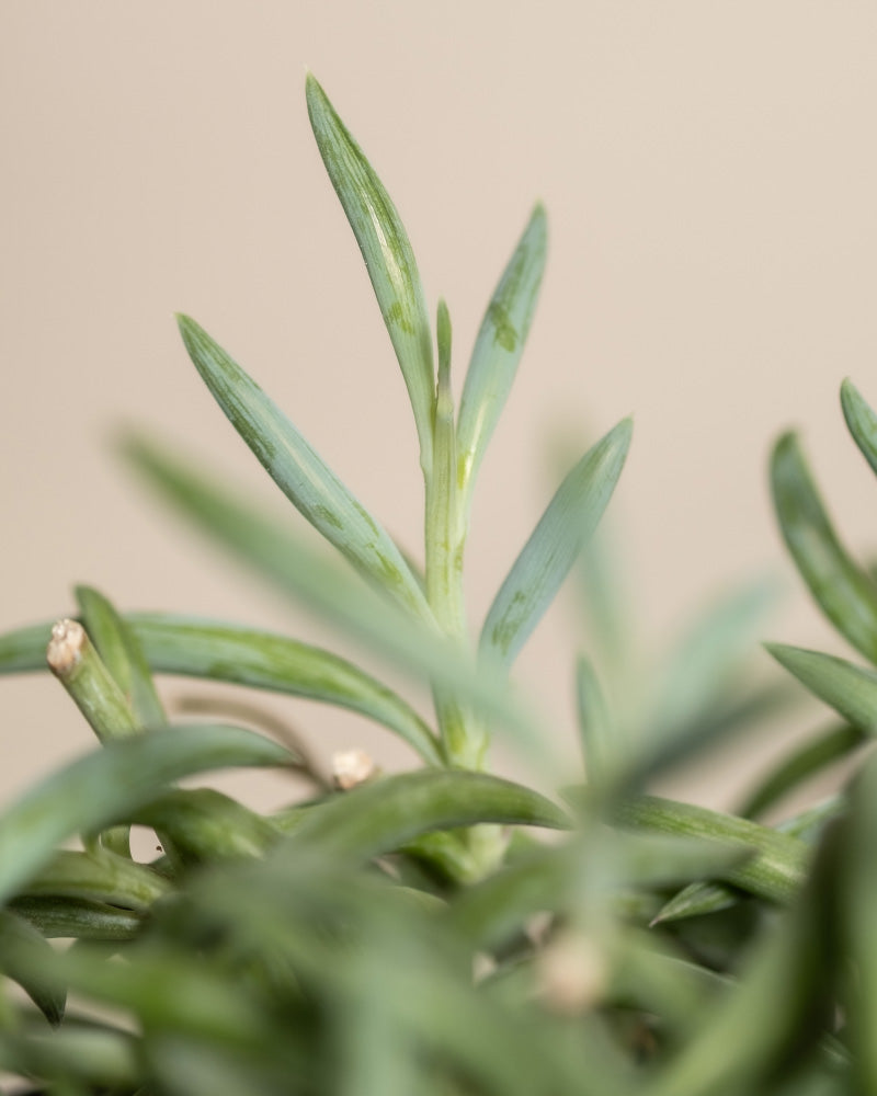 feey-variado-senecio-radicans-h-ngepflanze-ohne-bertopf image 2