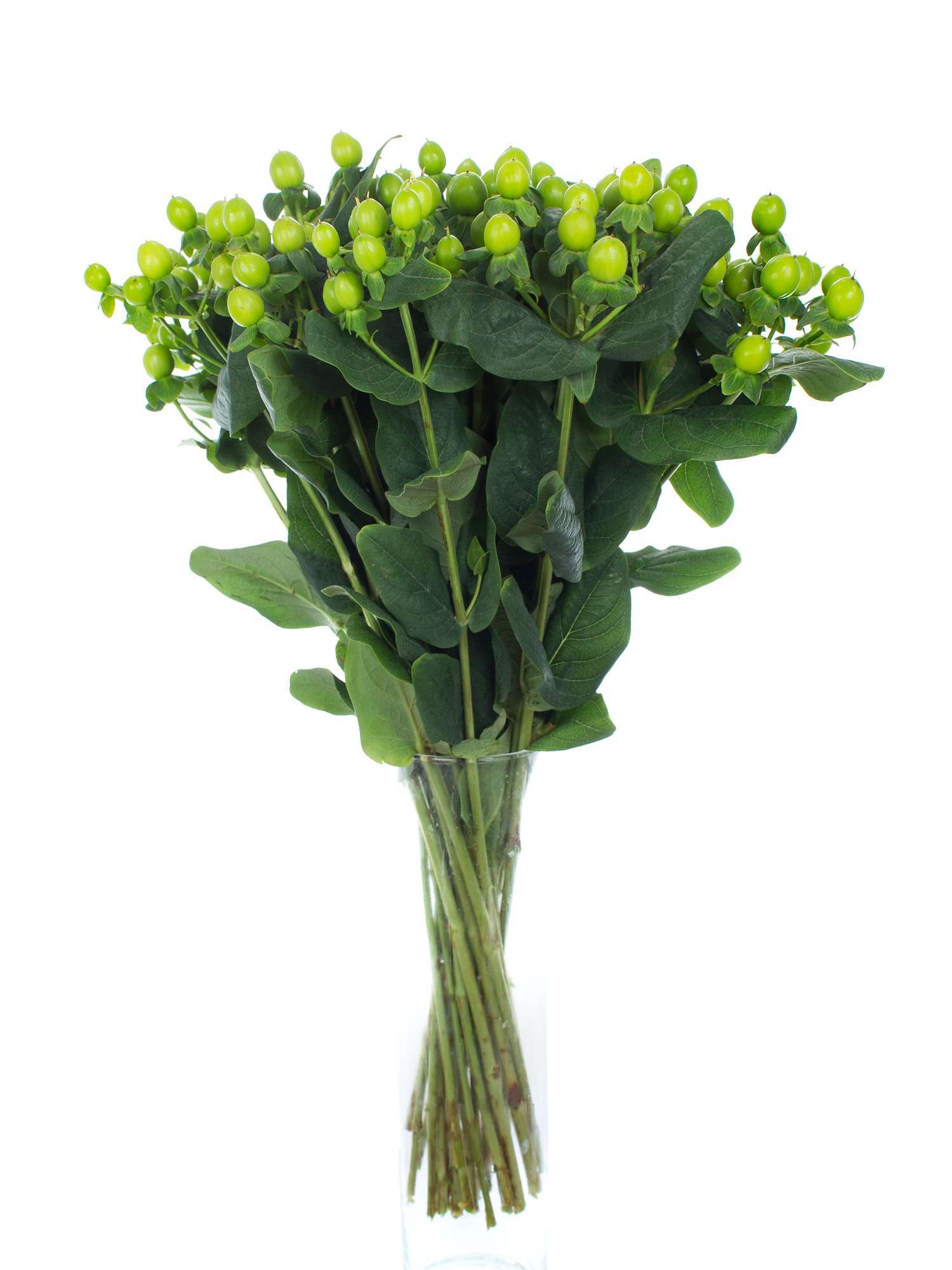 blumigo-exklusives-greenery-coco-bamboo-hypericum-gr-n image 2